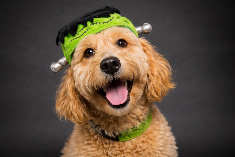 Read more about the article AI Isn’t Creating Franken-Jobs: Chaos Is a Choice — Human Skill Design Isn’t.